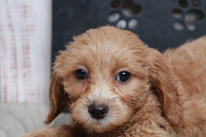 Lincoln- Shy Male Cavapoochon Puppy - Image 4