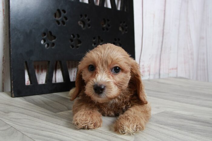 Lincoln- Shy Male Cavapoochon Puppy - Image 3