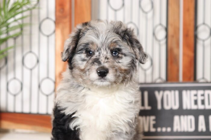 Linus- Playful Blue Merle Male Mini Aussie-Poo Puppy - Image 2