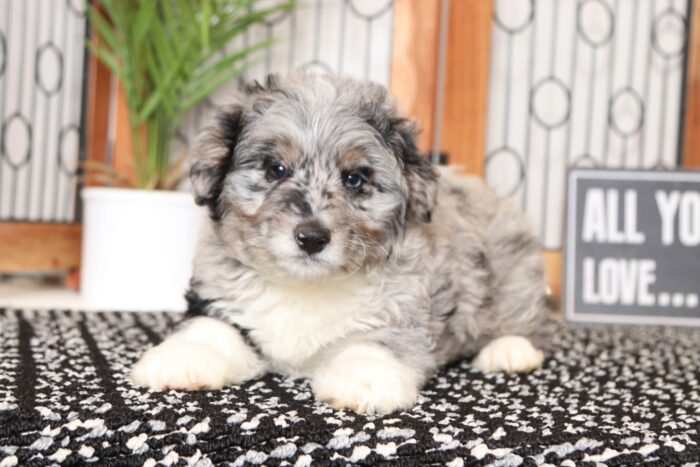 Linus- Playful Blue Merle Male Mini Aussie-Poo Puppy - Image 3