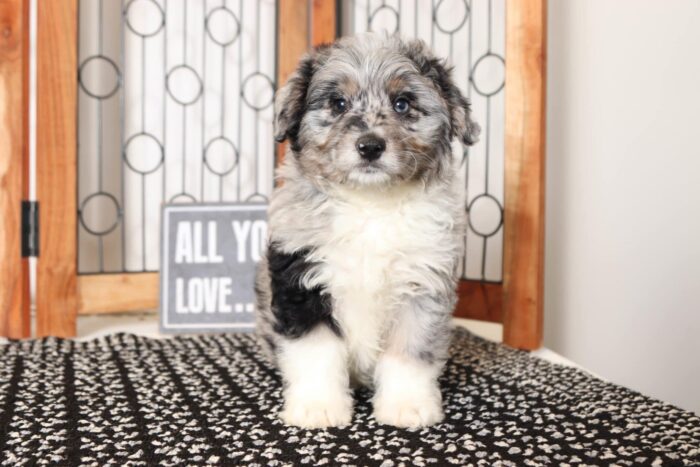 Linus- Playful Blue Merle Male Mini Aussie-Poo Puppy - Image 4