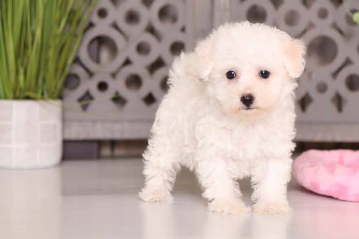 Lola - Lovely Bichon