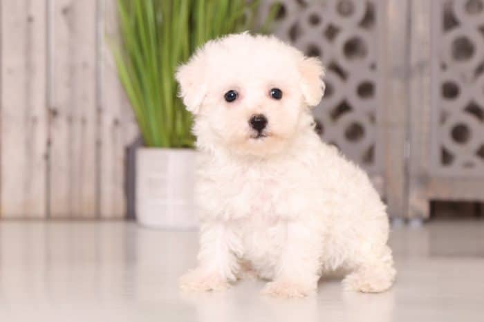 Lola - Lovely Bichon - Image 5