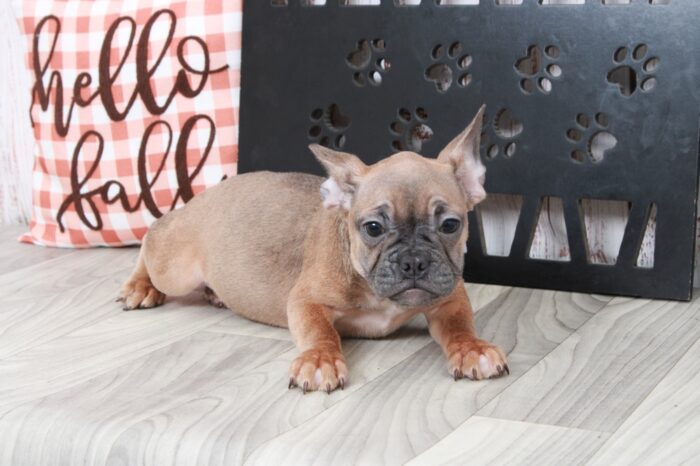 London - Rescue French Bulldog Puppy - Image 4