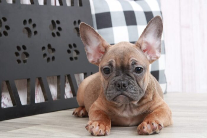 London - Rescue French Bulldog Puppy