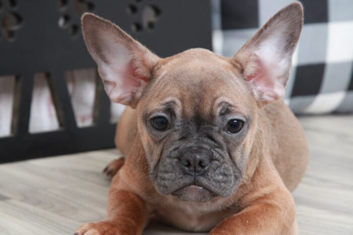 London - Rescue French Bulldog Puppy - Image 2