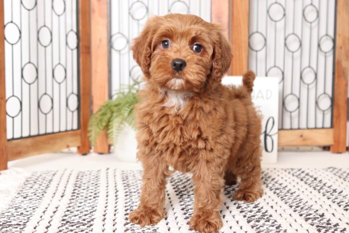 Lucy - Precious F1B Mini Female Goldendoodle