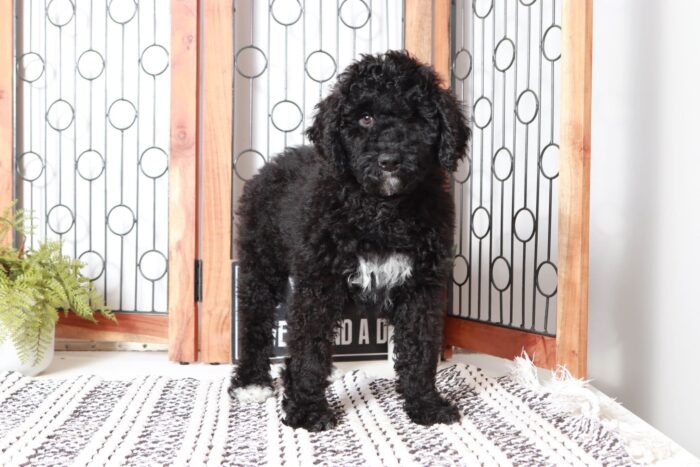 Lucy- Cuddly Black Female Portadoodle Puppy