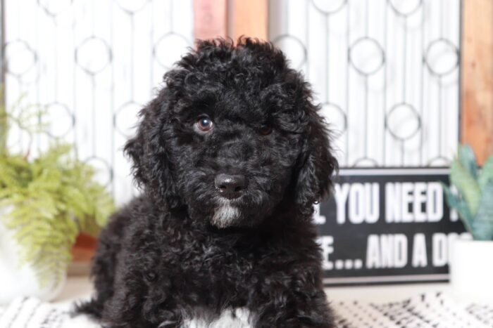 Lucy- Cuddly Black Female Portadoodle Puppy - Image 2