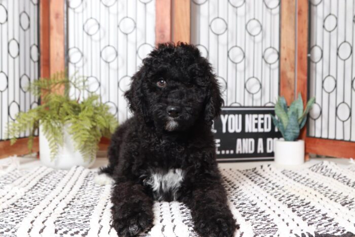 Lucy- Cuddly Black Female Portadoodle Puppy - Image 3