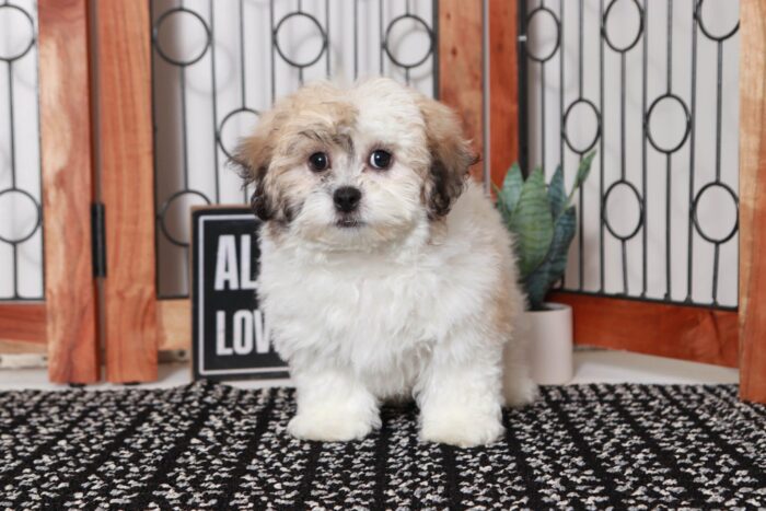 Lupin- Handsome Little Male Teddy Bear Puppy