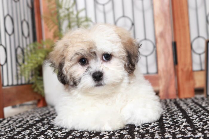 Lupin- Handsome Little Male Teddy Bear Puppy - Image 2