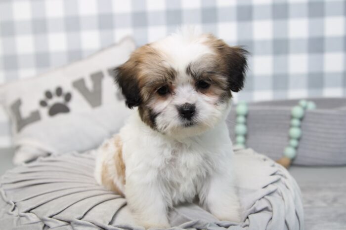 Lydia- Stunning Brown/White Female Teddy Bear Puppy - Image 7