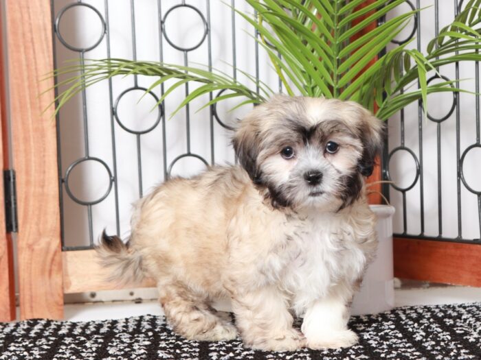 Lydia - Precious Little Tri Colored Female Teddy Bear Puppy - Image 3