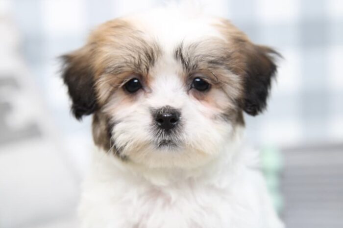 Lydia- Stunning Brown/White Female Teddy Bear Puppy - Image 2