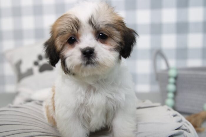 Lydia- Stunning Brown/White Female Teddy Bear Puppy - Image 6