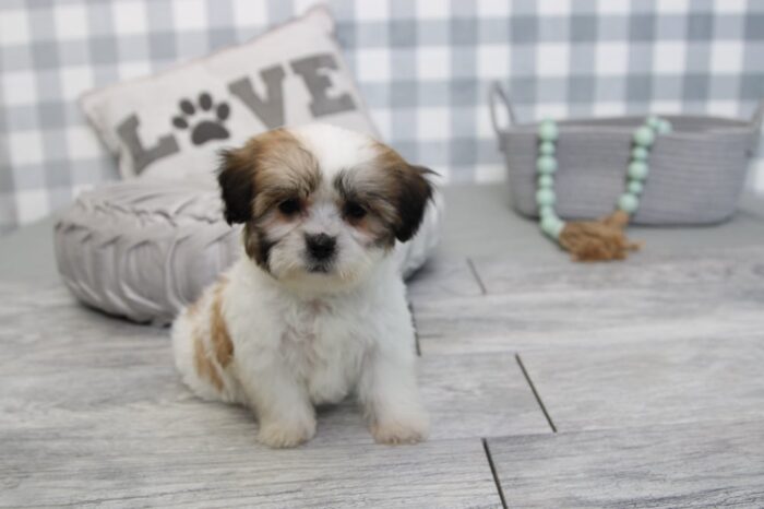 Lydia- Stunning Brown/White Female Teddy Bear Puppy - Image 5