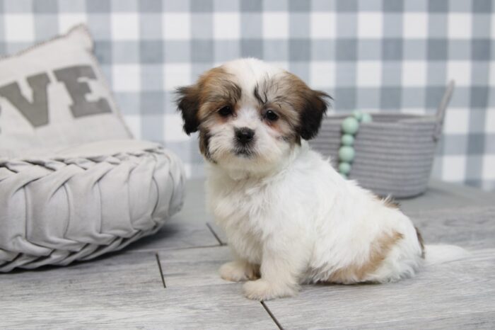 Lydia- Stunning Brown/White Female Teddy Bear Puppy - Image 4