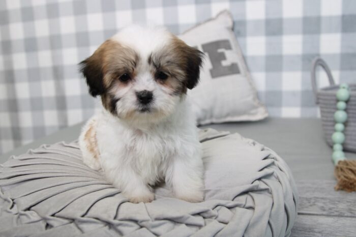 Lydia- Stunning Brown/White Female Teddy Bear Puppy - Image 3