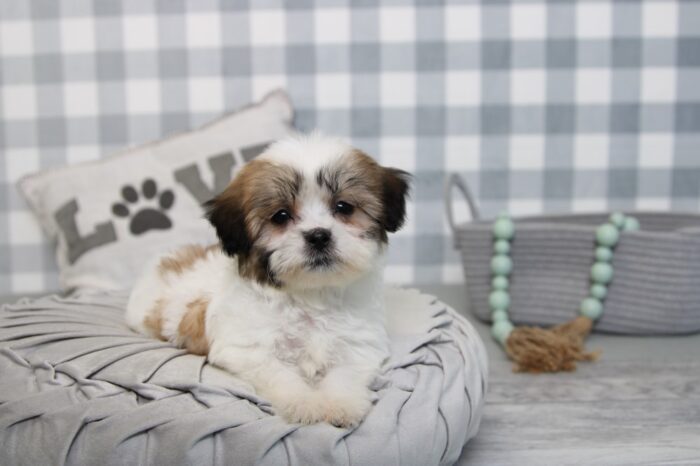 Lydia- Stunning Brown/White Female Teddy Bear Puppy