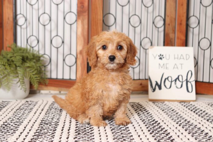 Mabel - Cuddly Little Female Cavapoo Puppy