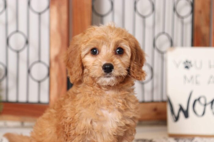 Mabel - Cuddly Little Female Cavapoo Puppy - Image 2