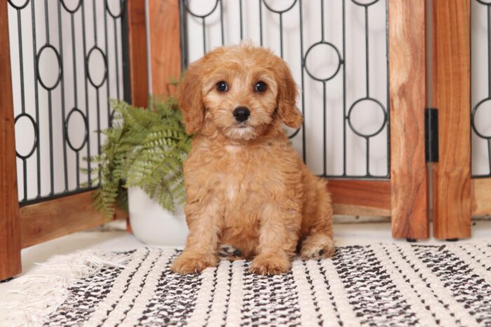 Mabel - Cuddly Little Female Cavapoo Puppy - Image 4