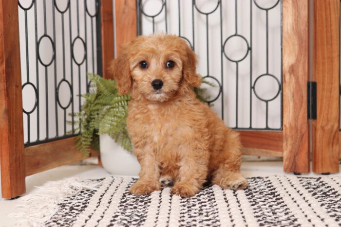 Mabel - Cuddly Little Female Cavapoo Puppy - Image 3