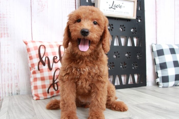 Macchiato - Friendly Mini Female Goldendoodle Puppy - Image 4