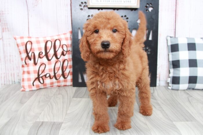 Macchiato - Friendly Mini Female Goldendoodle Puppy - Image 3