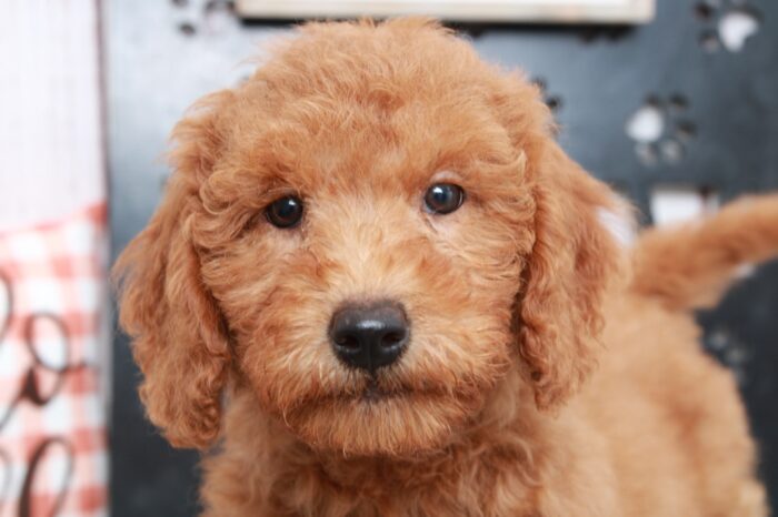 Macchiato - Friendly Mini Female Goldendoodle Puppy - Image 2