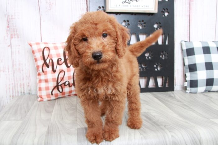 Macchiato - Friendly Mini Female Goldendoodle Puppy