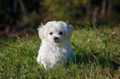 Maltese sitting on the grass