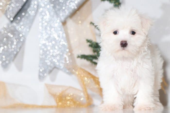 Roy - Maltese Male