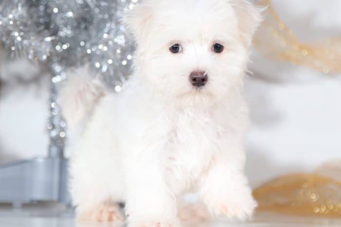 Roy - Maltese Male - Image 3