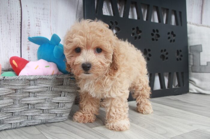 Mango- Adorable Apricot Female Poochon Puppy - Image 2