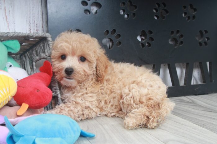 Mango- Adorable Apricot Female Poochon Puppy