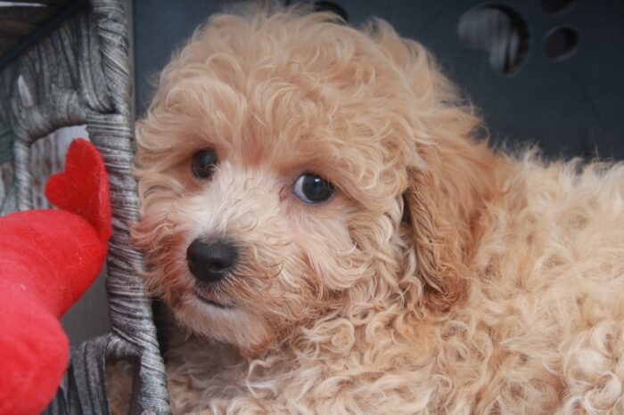 Mango- Adorable Apricot Female Poochon Puppy - Image 3