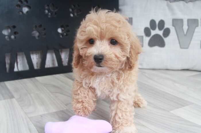 Mango- Adorable Apricot Female Poochon Puppy - Image 5