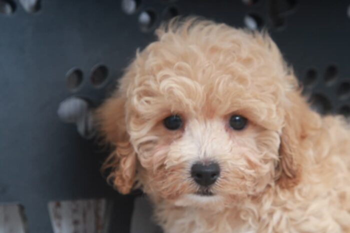 Mango- Adorable Apricot Female Poochon Puppy - Image 4