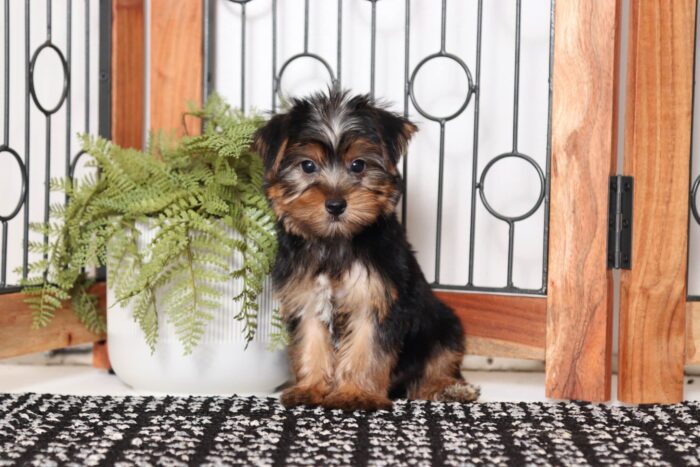 Manny  - Dashing Little ACA Male Yorkie