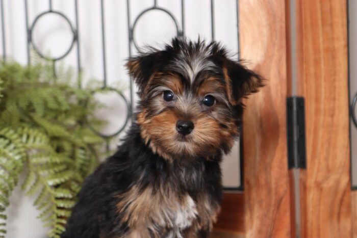 Manny  - Dashing Little ACA Male Yorkie - Image 2