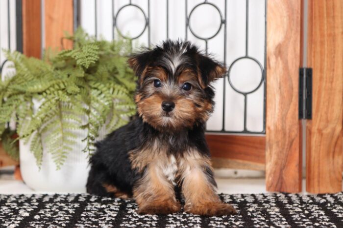 Manny  - Dashing Little ACA Male Yorkie - Image 3