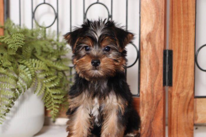 Manny  - Dashing Little ACA Male Yorkie - Image 4