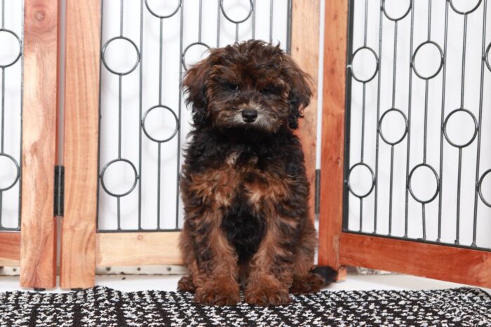 Marlow- Fun Little Female Shih Poo Puppy