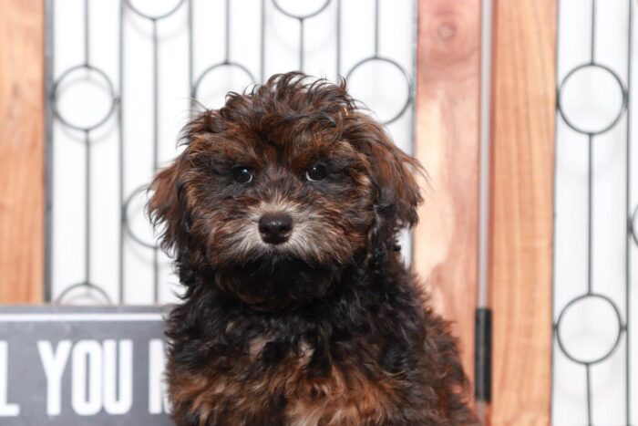 Marlow- Fun Little Female Shih Poo Puppy - Image 2