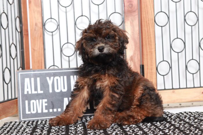 Marlow- Fun Little Female Shih Poo Puppy - Image 3