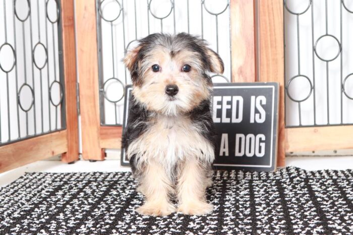 Marnie- Funny Little Female Morkie Puppy