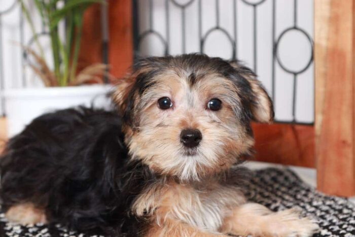 Marnie- Funny Little Female Morkie Puppy - Image 2