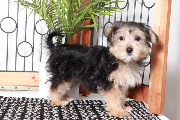 Marnie- Funny Little Female Morkie Puppy - Image 3